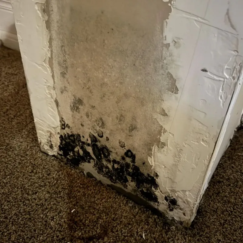 Professional Mold Removal in Lunenburg, VA